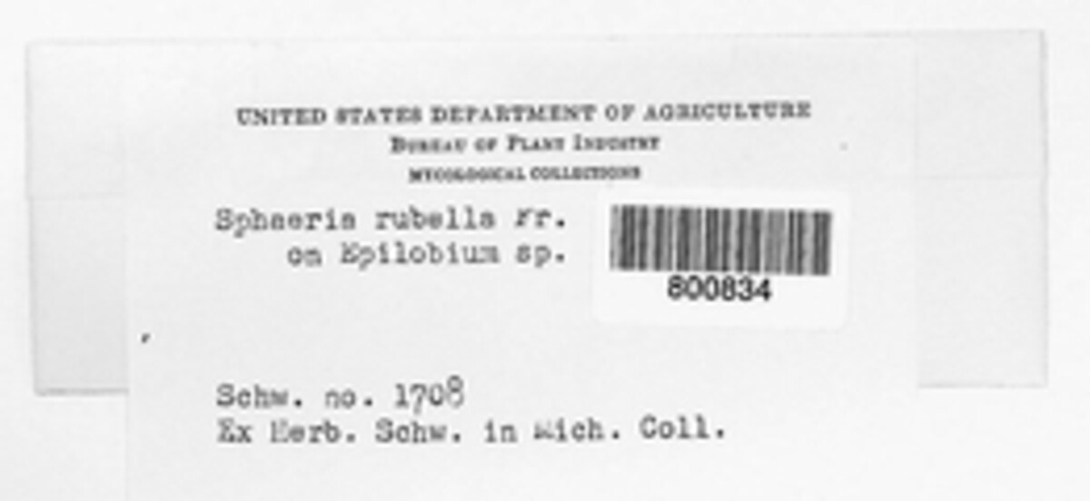 Leptospora rubella image